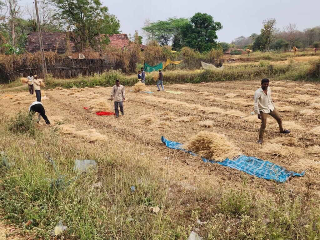 કમોસમી માવઠાની અસર...સંતરામપુર તાલુકાના 80 ગામોમાં 300 ખેડૂતોએ 15 દિવસ અગાઉ રવિ પાકની કાપણીની કામગીરી હાથ ધરી...