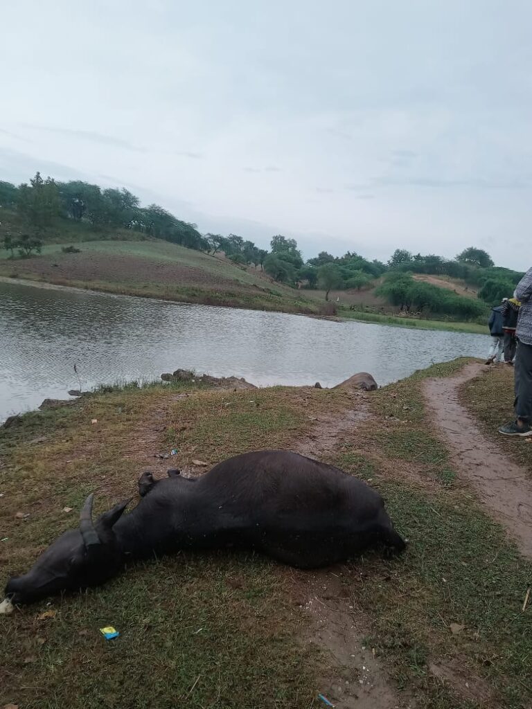 આફતરૂપી માવઠું..દાહોદ જિલ્લામાં છ સ્થળે વીજળી પડતા ચાર વ્યક્તિઓ તેમજ 8 અબોલ પશુઓના મોત.*