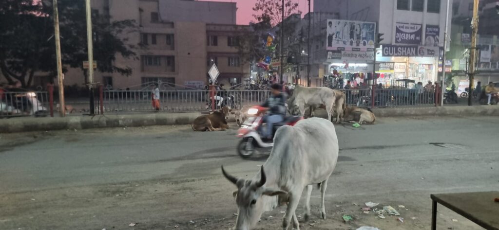 શહેરના રાજમાર્ગો પર રખડતા ઢોરોનો અડિંગો:પાલિકા સત્તાધીશોની આંખો ક્યારે ઉંઘડશે.?