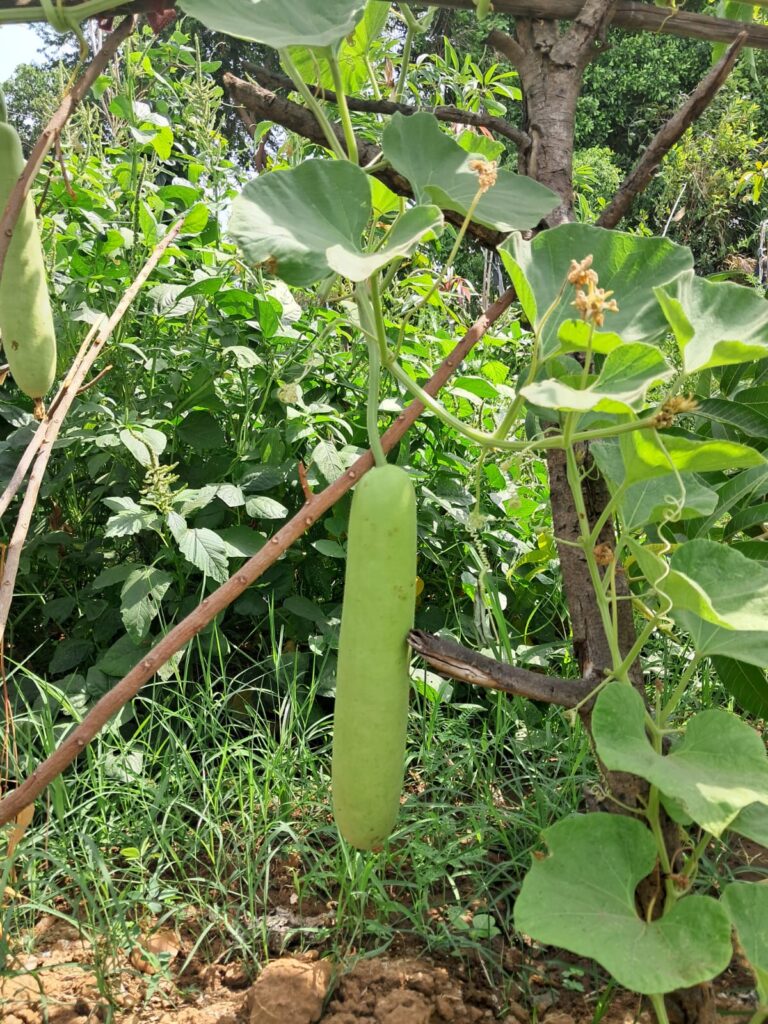 વર્ષ ૨૦૧૯ થી સતત પ્રાકૃતિક ખેતી અપનાવી વાર્ષિક ૨ લાખનો નફો મેળવતા દાહોદના પટેલ રાજુભાઈ*  *મોડેલ ફાર્મ માટે રૂ. ૧૩,૫૦૦ , ડ્રમ લાવવા માટે રૂ. ૬૦,૦૦૦ , ગાય નિભાવ ખર્ચ માટે દર ૬ મહીને રૂ. ૫,૪૦૦ ની આર્થિક સહાય મળી છે.*