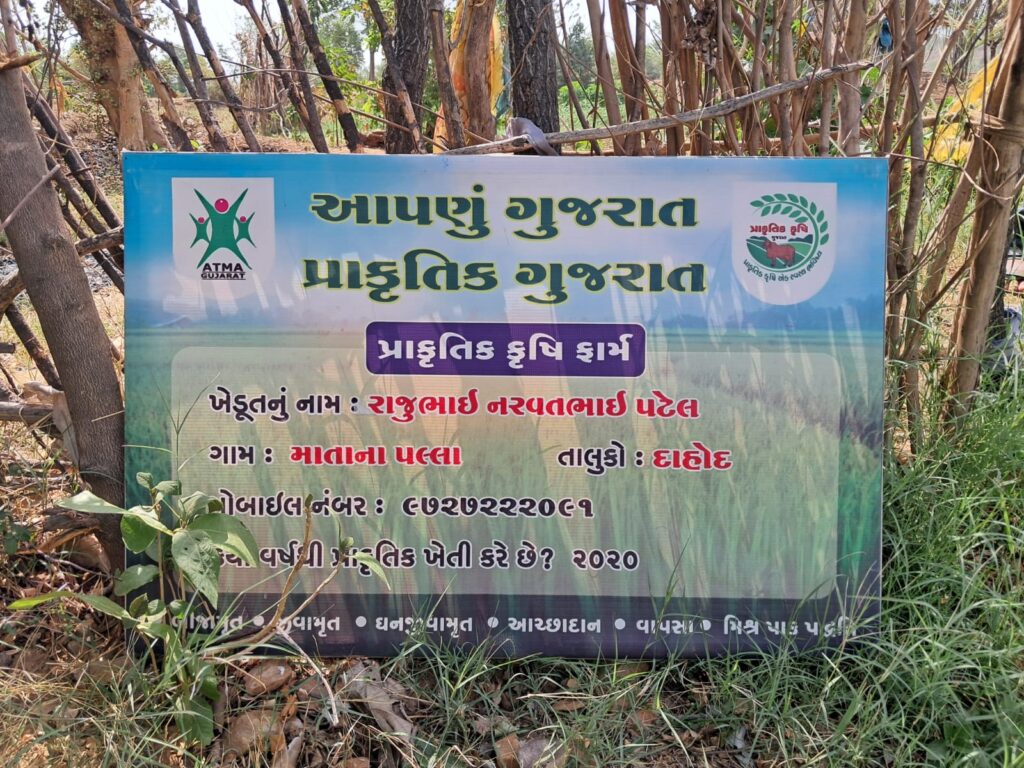 વર્ષ ૨૦૧૯ થી સતત પ્રાકૃતિક ખેતી અપનાવી વાર્ષિક ૨ લાખનો નફો મેળવતા દાહોદના પટેલ રાજુભાઈ*  *મોડેલ ફાર્મ માટે રૂ. ૧૩,૫૦૦ , ડ્રમ લાવવા માટે રૂ. ૬૦,૦૦૦ , ગાય નિભાવ ખર્ચ માટે દર ૬ મહીને રૂ. ૫,૪૦૦ ની આર્થિક સહાય મળી છે.*