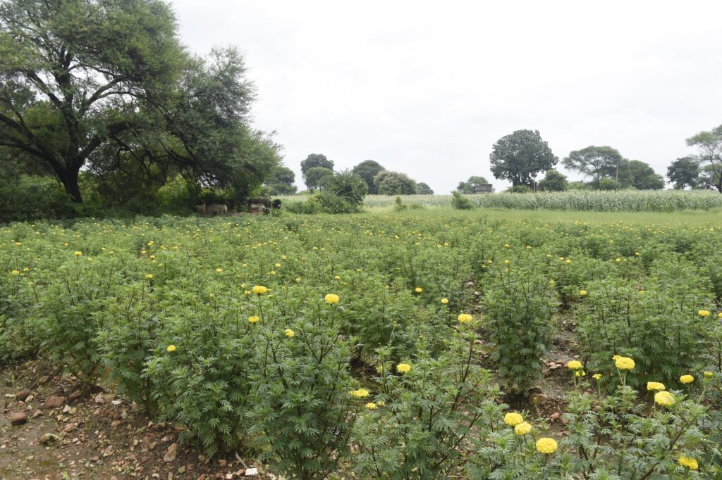*ગાય આધારિત પ્રાકૃતિક ખેતી દ્વારા પકવેલાના અનાજ-શાકભાજી ગુણકારી અને સ્વાદિષ્ટ હોય છે : ખેડૂત લલિતભાઈ ખપેડ* *દાહોદ જિલ્લાના ભરસડા ગામના ખેડૂતએ પ્રાકૃતિક ખેતી થકી ખેતરમાં ગલગોટાના ફૂલોની સોડમ મહેકાવી*