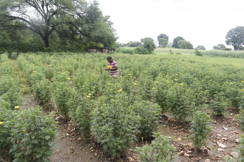 *ગાય આધારિત પ્રાકૃતિક ખેતી દ્વારા પકવેલાના અનાજ-શાકભાજી ગુણકારી અને સ્વાદિષ્ટ હોય છે : ખેડૂત લલિતભાઈ ખપેડ* *દાહોદ જિલ્લાના ભરસડા ગામના ખેડૂતએ પ્રાકૃતિક ખેતી થકી ખેતરમાં ગલગોટાના ફૂલોની સોડમ મહેકાવી*