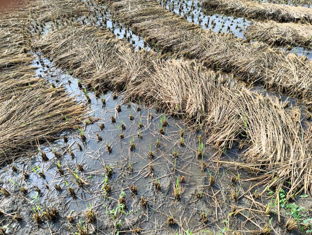 બલૈયા પંથકમાં પુનઃ કમોસમી વરસાદ થતાં ખેડૂતોના પાક સહિત ઘાસમાં સંપૂર્ણ નુકસાન* *ફતેપુરા સહિત સુખસર તાલુકામાં કમોસમી વરસાદના દિવસો વિતવા છતાં પાકનું સર્વે કરવામાં આવેલ નથી*