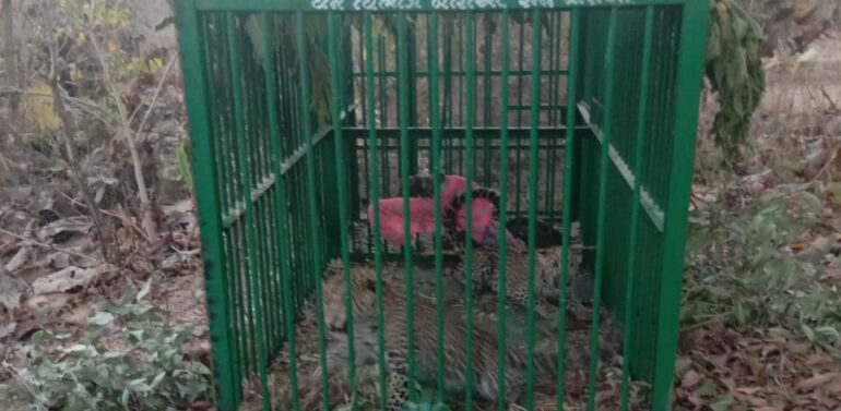  દેવગઢ બારીઆ તાલુકાના રેબારી ગામમાં દીપડા પકડવા વનવિભાગ દ્વારા મુકાયેલા પાંજરામાં બે બાળ માદા દીપડી પુરાઇ