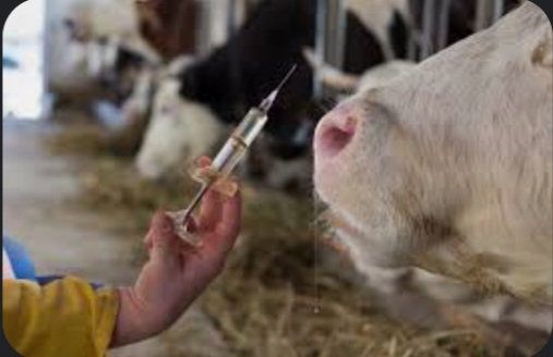  દાહોદ જિલ્લામાં પશુ સારવાર કેન્દ્રો પર પ્રિમોન્સૂન કામગીરી અંતર્ગત અબોલ પશુઓને રોગમુક્ત રાખવાં રસીકરણ ડ્રાઇવ શરૂ કરાઇ..