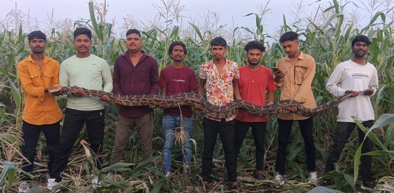 ગરબાડા તાલુકાના સીમળીયા બુઝર્ગ ગામેથી મહાકાય અજગરનું ઓલ એનિમલ રેસક્યુ ટીમ દ્વારા રેસ્કયુ.!