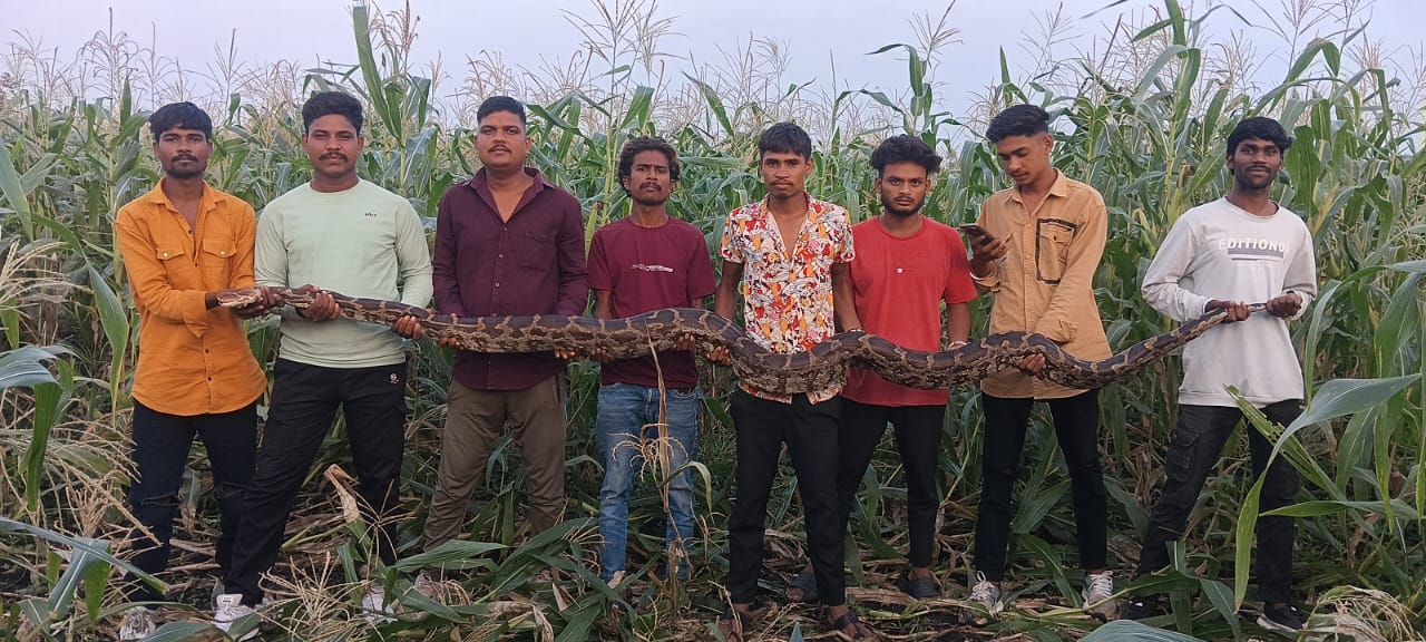 ગરબાડા તાલુકાના સીમળીયા બુઝર્ગ ગામેથી મહાકાય અજગરનું ઓલ એનિમલ રેસક્યુ ટીમ દ્વારા રેસ્કયુ.!