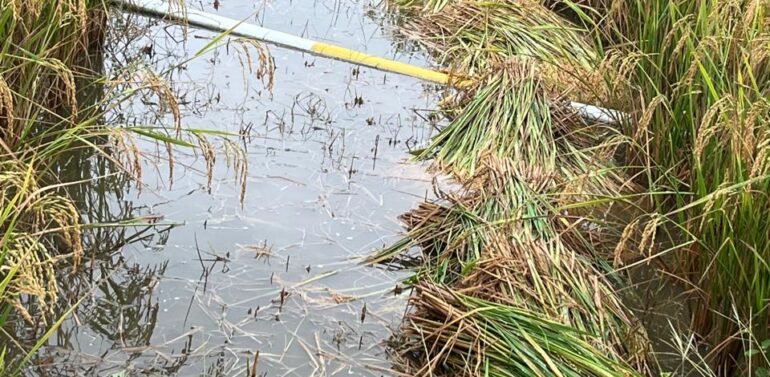  *સુખસર સહિત ફતેપુરા તાલુકામાં કમોસમી વરસાદથી વ્યાપક નુકસાન પહોંચતા ખેડૂતો ચિંતામાં ગરકાવ*  *સુખસર-ફતેપુરા તાલુકામાં વરસાદના અભાવે મકાઈ, સોયાબીન જેવા પાકો નિષ્ફળ, કમોસમી વરસાદથી ડાંગરનો તૈયાર પાક પાણીમાં ડૂબતા ખેડૂતોની ચોમાસુ ખેતી નિષ્ફળ*