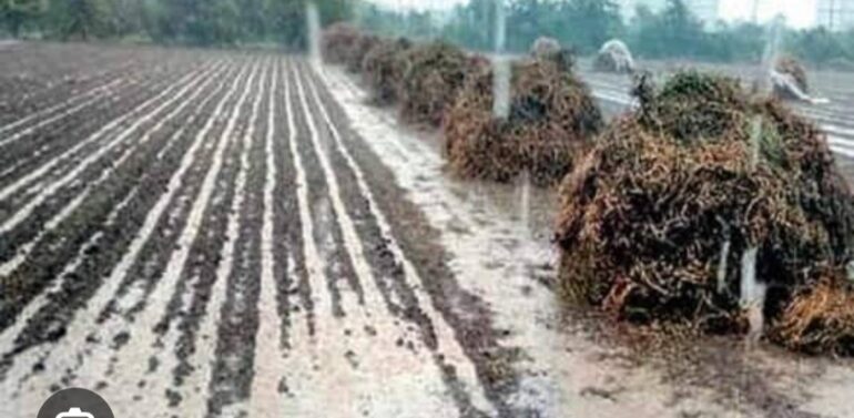  *અગમચેતી એજ સલામતી*  *“કમોસમી વરસાદની આગાહીને ધ્યાને લઈ દાહોદ જિલ્લાના ખેડૂતો જોગ સંદેશો”*