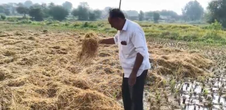 બલૈયા પંથકમાં પુનઃ કમોસમી વરસાદ થતાં ખેડૂતોના પાક સહિત ઘાસમાં સંપૂર્ણ નુકસાન*  *ફતેપુરા સહિત સુખસર તાલુકામાં કમોસમી વરસાદના દિવસો વિતવા છતાં પાકનું સર્વે કરવામાં આવેલ નથી*