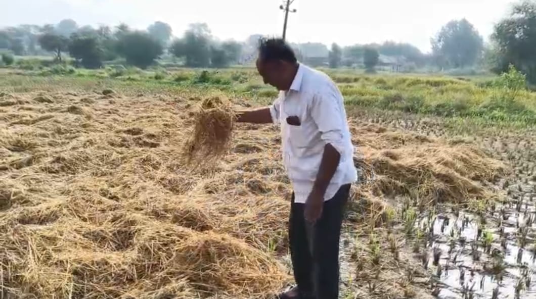 બલૈયા પંથકમાં પુનઃ કમોસમી વરસાદ થતાં ખેડૂતોના પાક સહિત ઘાસમાં સંપૂર્ણ નુકસાન* *ફતેપુરા સહિત સુખસર તાલુકામાં કમોસમી વરસાદના દિવસો વિતવા છતાં પાકનું સર્વે કરવામાં આવેલ નથી*