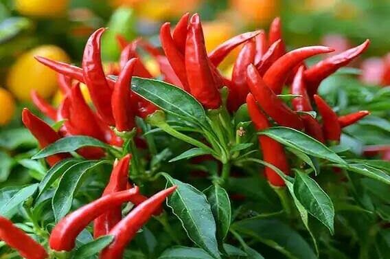 પ્રાકૃતિક ખેતીથી મરચાં ઉગાડવાની રીત  પર્યાવરણીય સંરક્ષણ, જમીનની ફળદ્રુપતા જાળવવા માટે   પ્રાકૃતિક ખેતી ખૂબ જ મહત્વપૂર્ણ