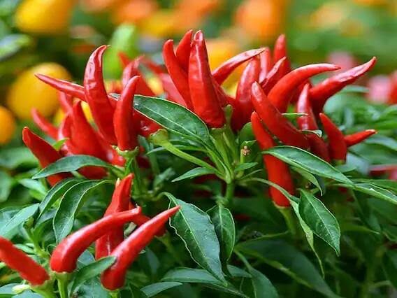 પ્રાકૃતિક ખેતીથી મરચાં ઉગાડવાની રીત પર્યાવરણીય સંરક્ષણ, જમીનની ફળદ્રુપતા જાળવવા માટે  પ્રાકૃતિક ખેતી ખૂબ જ મહત્વપૂર્ણ