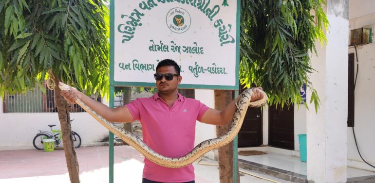 ઝાલોદ વનવિભાગ નોર્મલ રેન્જ ના ફોરેસ્ટર રાજેન્દ્ર એસ. ડામોર, દ્વારા અજગર રેસ્ક્યુ કરવામા આવ્યો.