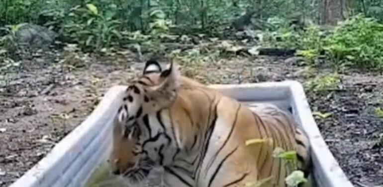  દાહોદના રતનમહાલ જંગલ વિસ્તારમાં ટાઈગરની એન્ટ્રીનો દાવો!વન વિભાગમાં જ મતભેદ,લોકોમાં કુતૂહલ  વરસો બાદ ટાઈગર જોવા મળ્યો હોવાની ઉચ્ચ અધિકારીઓની પુષ્ટિ,